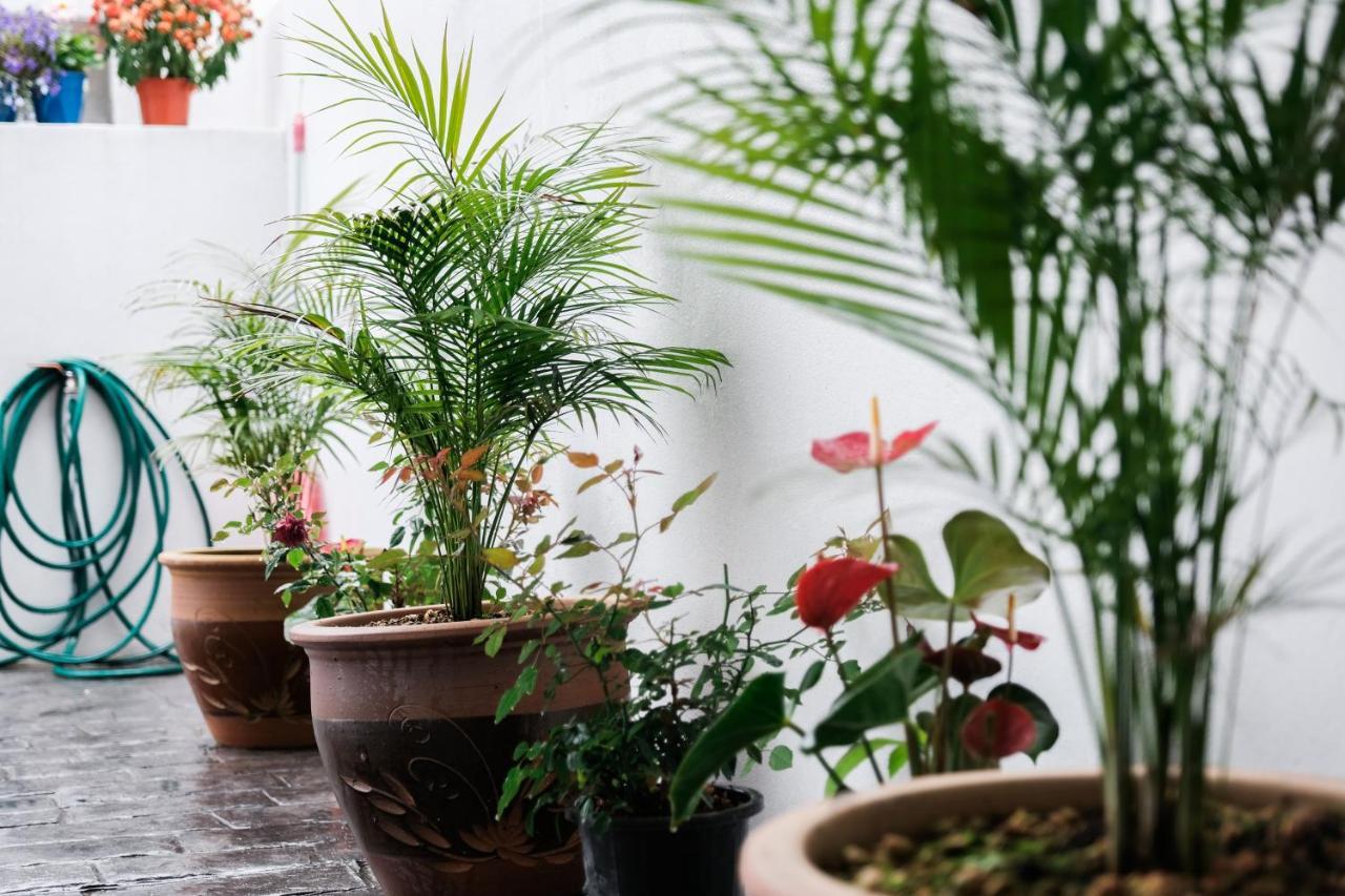 Comfy Sofy 21- Backyard Garden- Night Market Area 金马仑高原 外观 照片